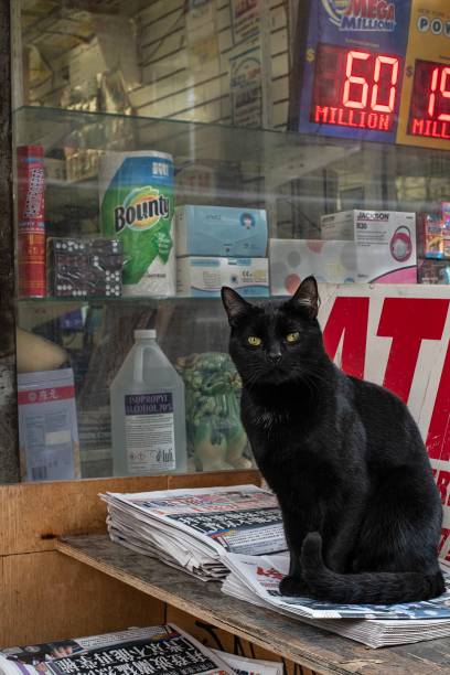 Real bodega cat from NYC